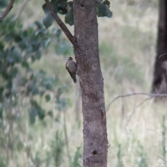 Climacteris picumnus victoriae (Brown Treecreeper) at Albury - 15 Dec 2023 by Darcy