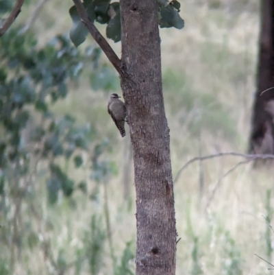 Climacteris picumnus (Brown Treecreeper) at Albury - 15 Dec 2023 by Darcy