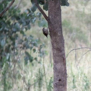 Climacteris picumnus at Eastern Hill Reserve - 15 Dec 2023