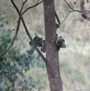 Climacteris picumnus at Eastern Hill Reserve - 15 Dec 2023