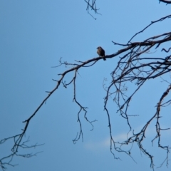 Artamus cyanopterus (Dusky Woodswallow) at East Albury, NSW - 15 Dec 2023 by Darcy