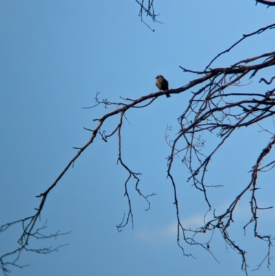 Artamus cyanopterus cyanopterus (Dusky Woodswallow) at Eastern Hill Reserve - 15 Dec 2023 by Darcy