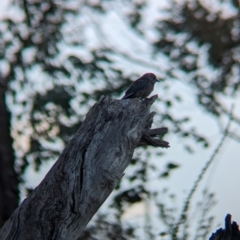Artamus cyanopterus at Eastern Hill Reserve - 15 Dec 2023