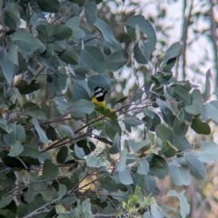 Falcunculus frontatus (Eastern Shrike-tit) at Albury - 15 Dec 2023 by Darcy