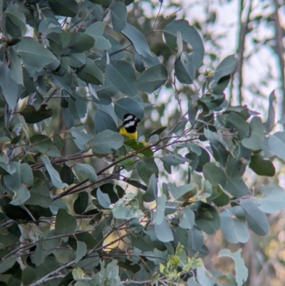 Falcunculus frontatus (Eastern Shrike-tit) at East Albury, NSW - 15 Dec 2023 by Darcy