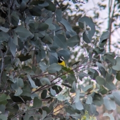 Falcunculus frontatus at Eastern Hill Reserve - 15 Dec 2023 07:15 PM