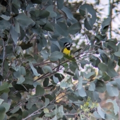 Falcunculus frontatus at Eastern Hill Reserve - 15 Dec 2023 07:15 PM