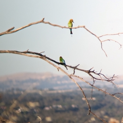 Merops ornatus (Rainbow Bee-eater) at East Albury, NSW - 15 Dec 2023 by Darcy