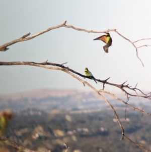 Merops ornatus at Eastern Hill Reserve - 15 Dec 2023