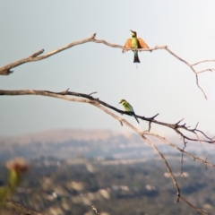 Merops ornatus at Eastern Hill Reserve - 15 Dec 2023