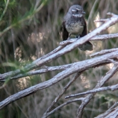 Rhipidura albiscapa (Grey Fantail) at Albury - 15 Dec 2023 by Darcy