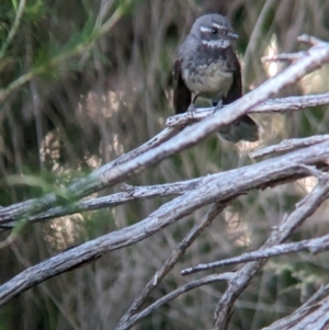 Rhipidura albiscapa at Eastern Hill Reserve - 15 Dec 2023 07:39 PM