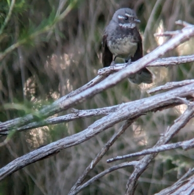 Rhipidura albiscapa (Grey Fantail) at Eastern Hill Reserve - 15 Dec 2023 by Darcy