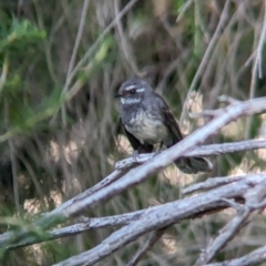 Rhipidura albiscapa at Eastern Hill Reserve - 15 Dec 2023