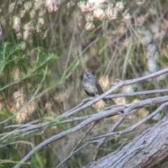 Rhipidura albiscapa at Eastern Hill Reserve - 15 Dec 2023 07:39 PM