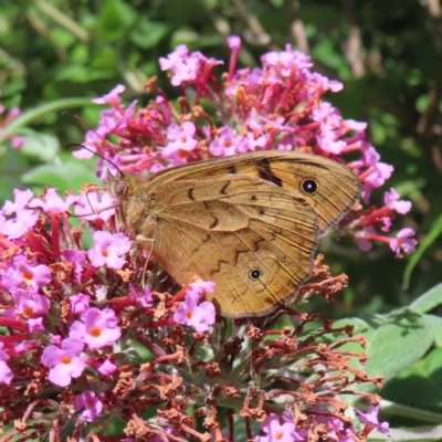 Heteronympha merope (Common Brown Butterfly) at QPRC LGA - 14 Dec 2023 by MatthewFrawley