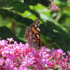 Vanessa kershawi (Australian Painted Lady) at QPRC LGA - 15 Dec 2023 by MatthewFrawley