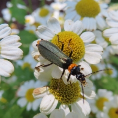 Chauliognathus lugubris (Plague Soldier Beetle) at Braidwood, NSW - 15 Dec 2023 by MatthewFrawley