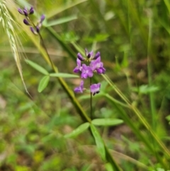 Glycine clandestina (Twining Glycine) at QPRC LGA - 15 Dec 2023 by Csteele4