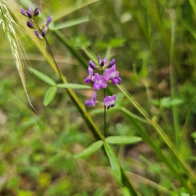 Glycine clandestina (Twining Glycine) at QPRC LGA - 15 Dec 2023 by Csteele4