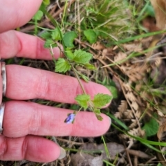 Veronica calycina (Hairy Speedwell) at Monga National Park - 15 Dec 2023 by Csteele4