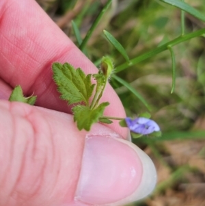 Veronica calycina at QPRC LGA - 15 Dec 2023 05:31 PM