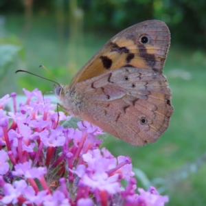 Heteronympha merope at QPRC LGA - 15 Dec 2023