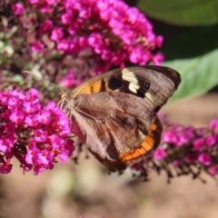 Heteronympha merope (Common Brown Butterfly) at QPRC LGA - 15 Dec 2023 by MatthewFrawley
