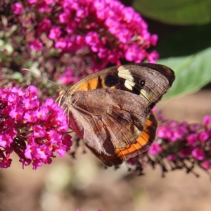 Heteronympha merope at QPRC LGA - 15 Dec 2023 05:28 PM