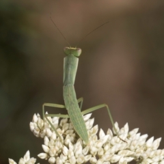 Orthodera ministralis (Green Mantid) at Taylor, ACT - 15 Dec 2023 by kasiaaus