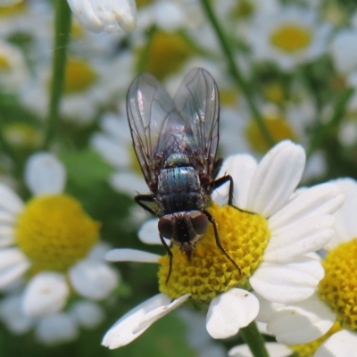 Calliphora sp. (genus) (Unidentified blowfly) at Braidwood, NSW - 15 Dec 2023 by MatthewFrawley