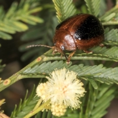 Dicranosterna immaculata (Acacia leaf beetle) at Taylor Offset (TLR) - 15 Dec 2023 by kasiaaus