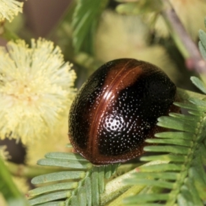 Dicranosterna immaculata at Taylor, ACT - 15 Dec 2023