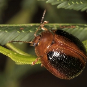 Dicranosterna immaculata at Taylor, ACT - 15 Dec 2023