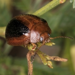 Dicranosterna immaculata at Taylor, ACT - 15 Dec 2023 03:05 PM