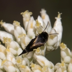 Mordella limbata (A pintail beetle) at Taylor, ACT - 15 Dec 2023 by kasiaaus