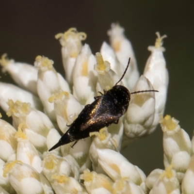 Mordella limbata (A pintail beetle) at Taylor Offset (TLR) - 15 Dec 2023 by kasiaaus