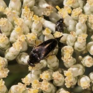 Mordella limbata at Taylor, ACT - 15 Dec 2023 03:08 PM