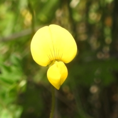 Lotus corniculatus (Birds-Foot Trefoil) at Rendezvous Creek, ACT - 14 Dec 2023 by HelenCross