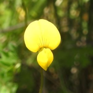 Lotus corniculatus at Namadgi National Park - 15 Dec 2023