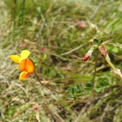 Lotus corniculatus at Namadgi National Park - 15 Dec 2023