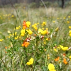 Lotus corniculatus at Namadgi National Park - 15 Dec 2023