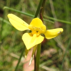 Diuris monticola (Highland Golden Moths) at Rendezvous Creek, ACT - 15 Dec 2023 by HelenCross