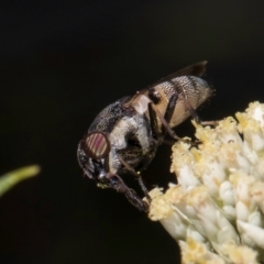 Stomorhina sp. (genus) (Snout fly) at Taylor, ACT - 15 Dec 2023 by kasiaaus