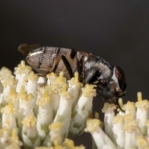 Stomorhina sp. (genus) at Taylor, ACT - 15 Dec 2023 03:12 PM