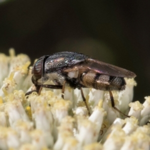 Stomorhina sp. (genus) at Taylor, ACT - 15 Dec 2023 03:12 PM