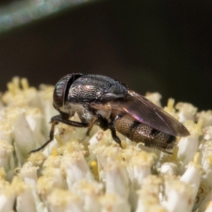 Stomorhina sp. (genus) at Taylor Offset (TLR) - 15 Dec 2023