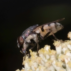 Stomorhina sp. (genus) at Taylor, ACT - 15 Dec 2023 03:12 PM