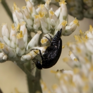 Mordellidae (family) at Taylor, ACT - 15 Dec 2023 03:14 PM