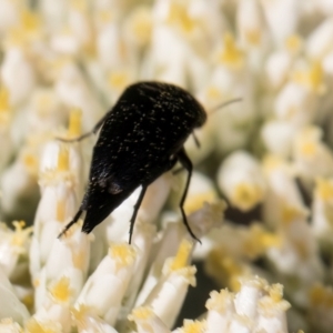 Mordellidae (family) at Taylor, ACT - 15 Dec 2023